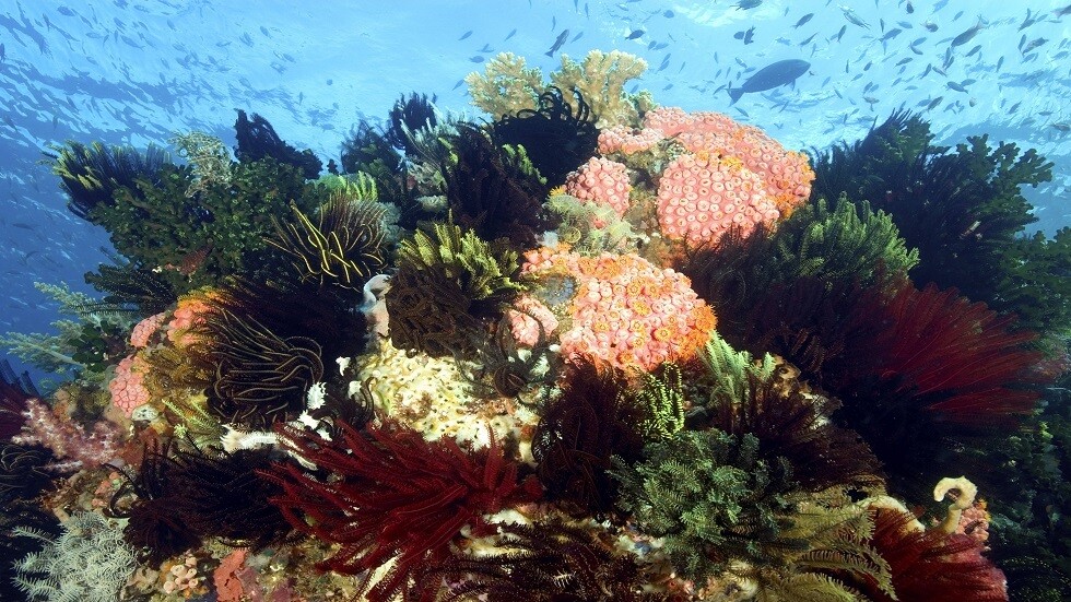 روسيا.. اكتشاف مادة مضادة للأورام في زنابق البحر