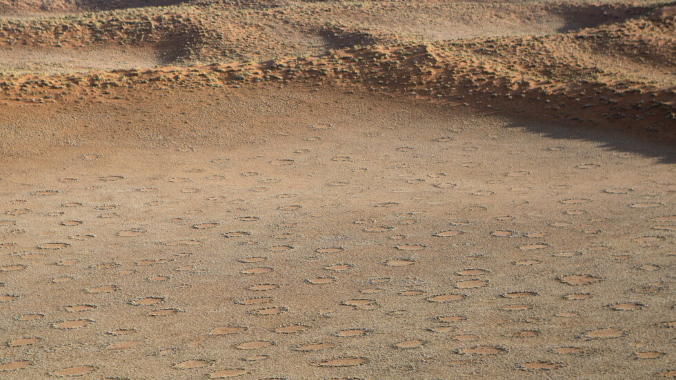 ما الذي يسبب موت النباتات الجديدة النامية في "دوائر الجن"؟