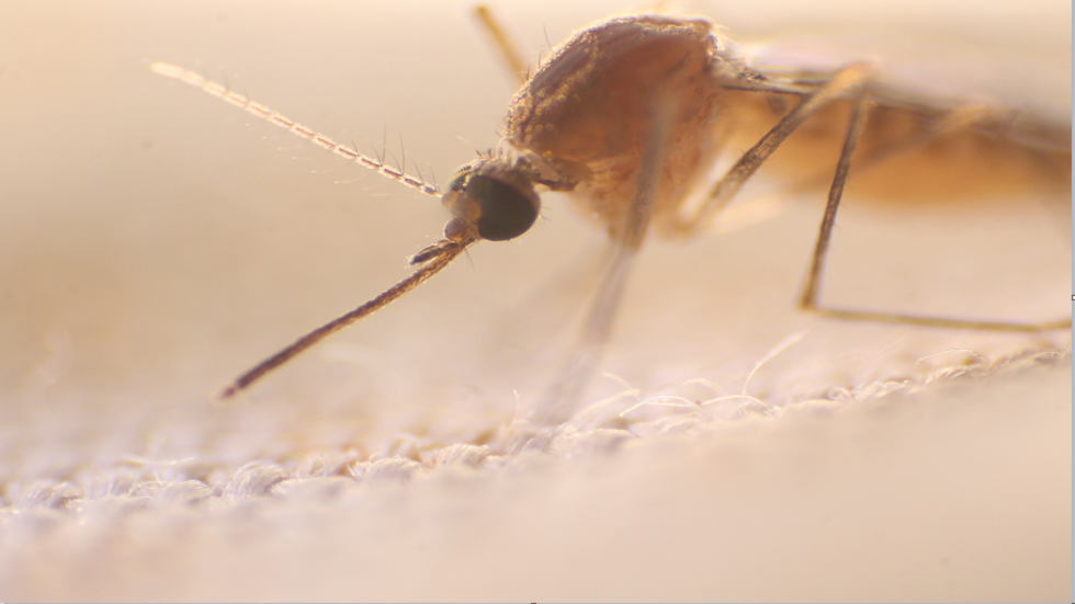 وسط موجة مقلقة من "كسر العظام".. بورتوريكو تعلن وباء حمى الضنك