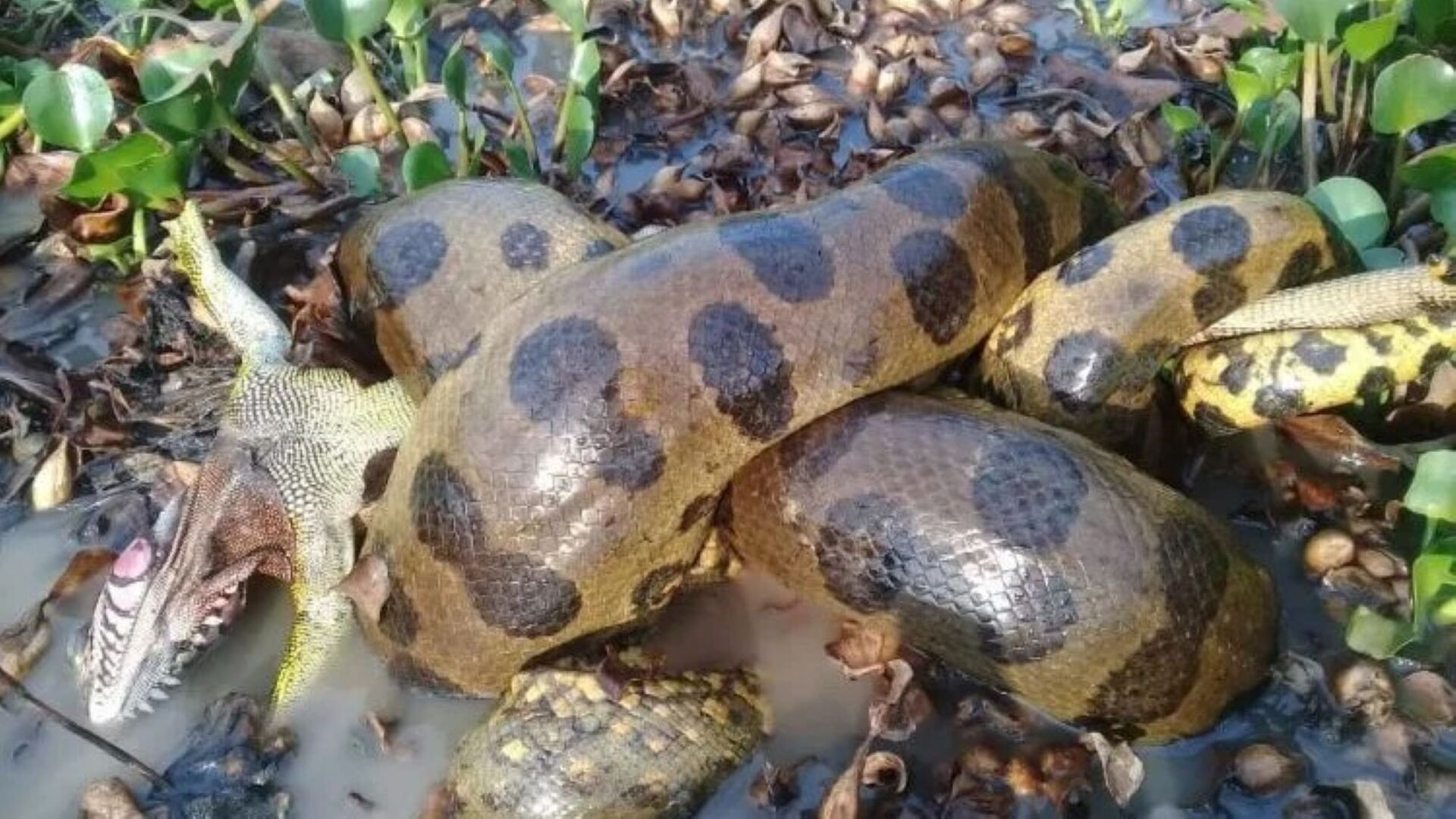 في حديقة فلوريدا.. كتلة من الثعابين المتزاوجة يزيد عرضها عن مترين تدهش العلماء (صور)