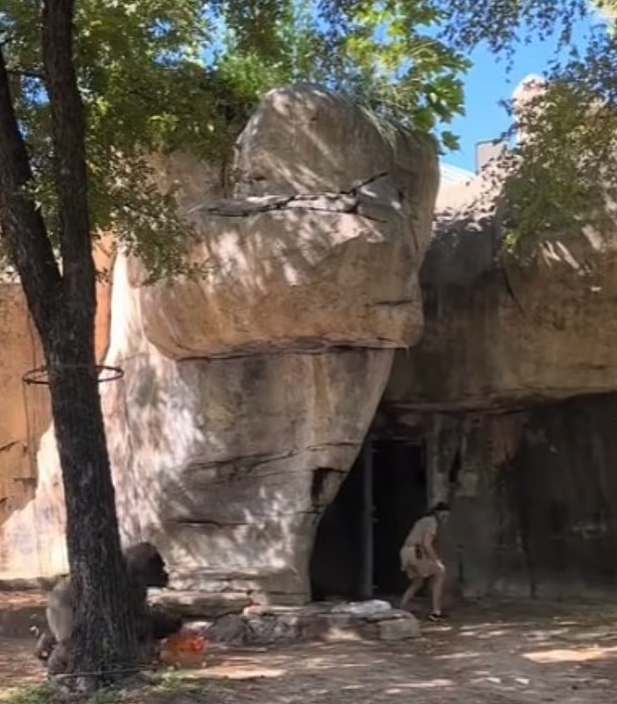 لحظات مرعبة.. غوريلا تطارد امرأتين في حديقة حيوان بولاية تكساس الأمريكية (فيديو)