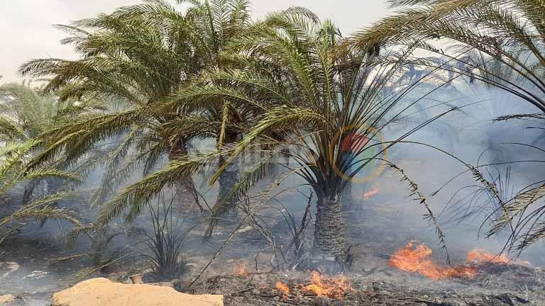 مصر..حريق كبير بمزرعة نخيل في محافظة الوادي الجديد وتفحم 50 شجرة (صور)