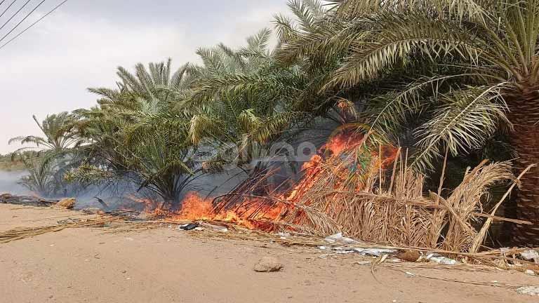 مصر..حريق كبير بمزرعة نخيل في محافظة الوادي الجديد وتفحم 50 شجرة (صور)