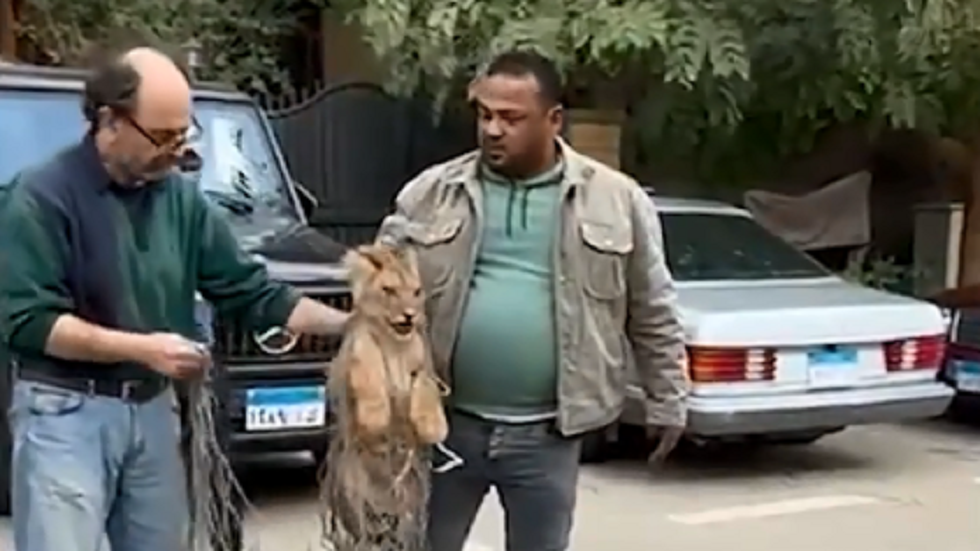 مصر.. سكان حي بالقاهرة يعثرون على شبل أسد هارب في إحدى المنازل (فيديو)
