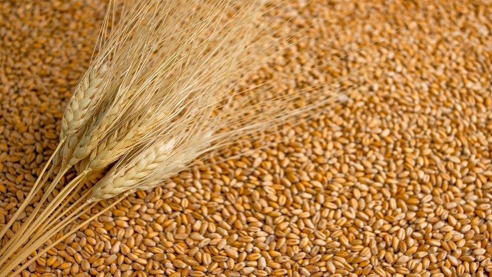 5 دول أوروبية تطالب بتقييد واردات الحبوب من روسيا وبيلاروس