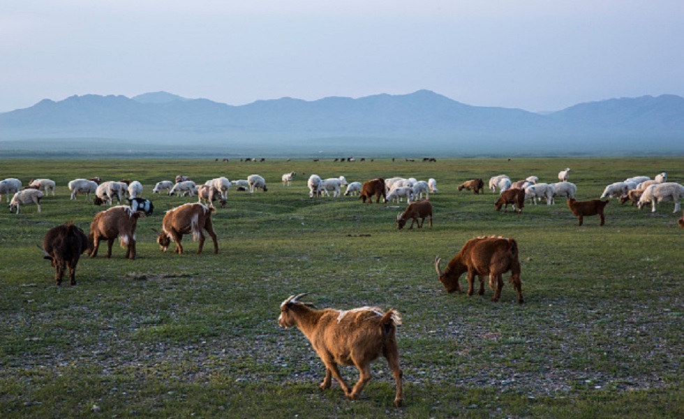 سهول المراعي في منغوليا