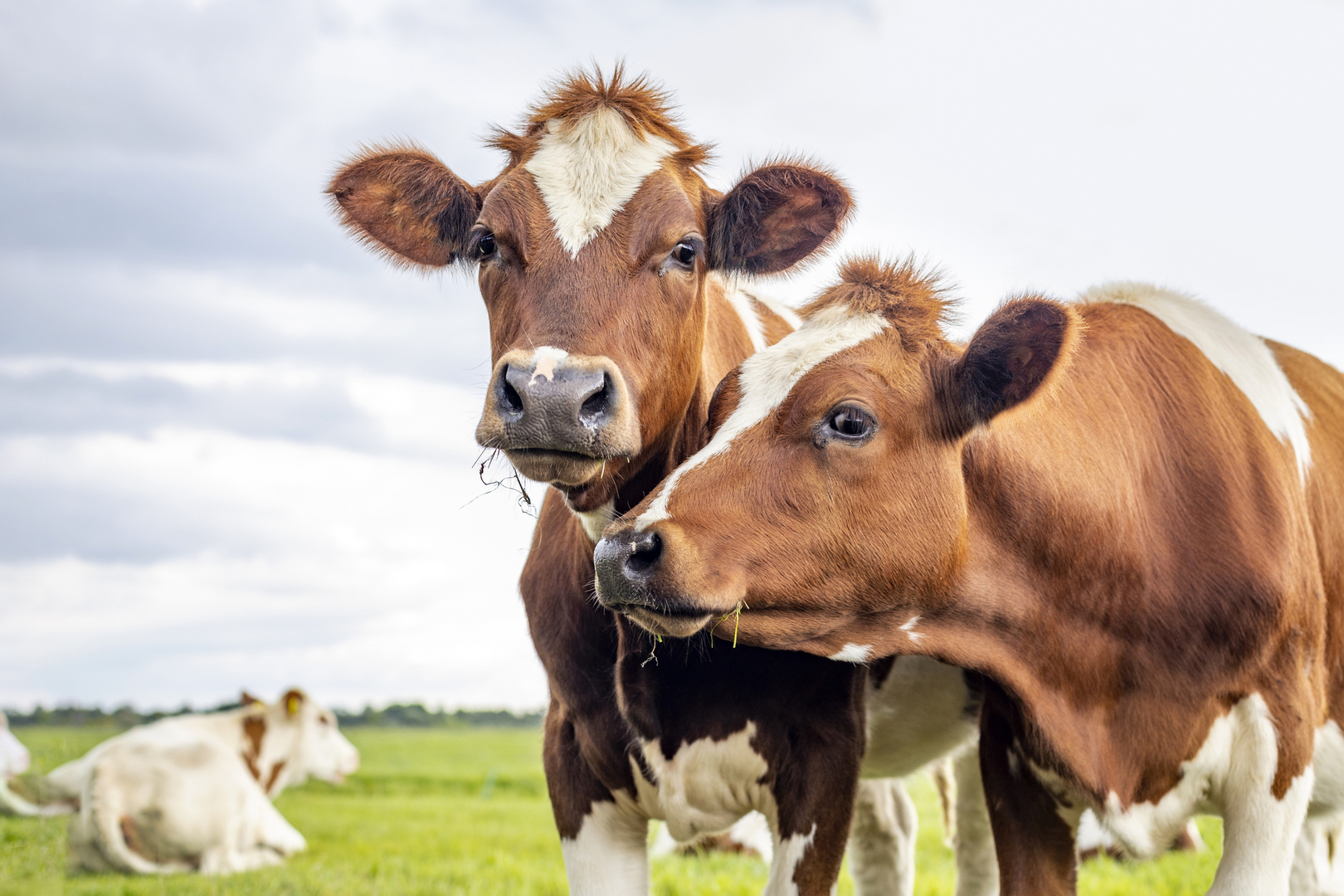 اكتشاف إنفلونزا الطيور في الأبقار لأول مرة في العالم