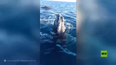 شاهد.. الحيتان تُبهج السياح بظهورها المفاجئ في بحر بارنتس