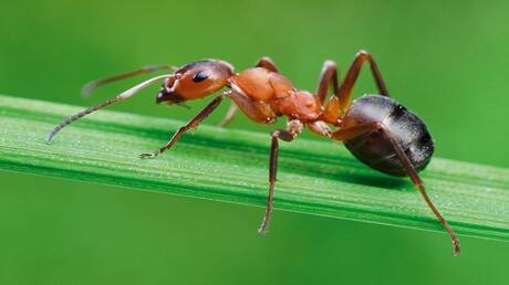 علماء: النمل قد يحل محل اللحوم والتوابل