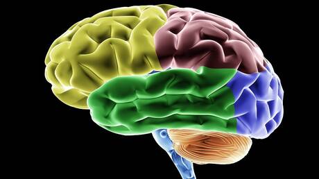 أغذية تساعد على تحسين الوظائف الإدراكية للدماغ