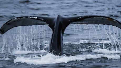 ملك شعب الماوري يطلب من نيوزيلندا منح الحيتان نفس حقوق البشر لحمايتها