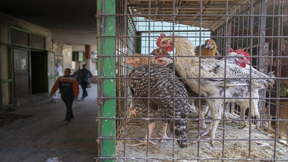 مصر.. خفض أسعار منتجات هامة