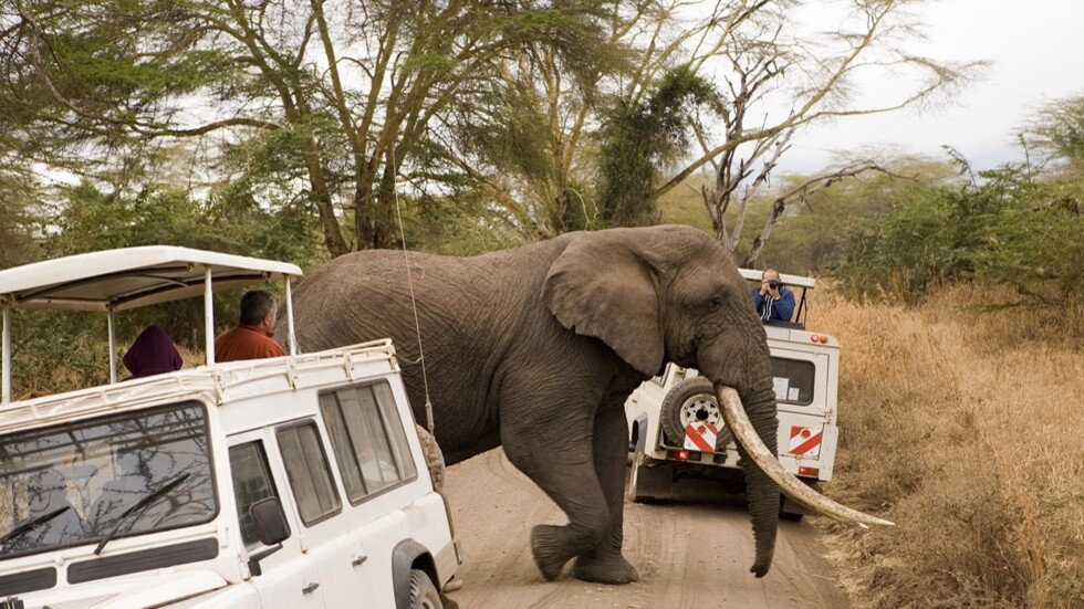 مقتل سائحة أمريكية في هجوم فيل غاضب خلال رحلة سفاري بزامبيا