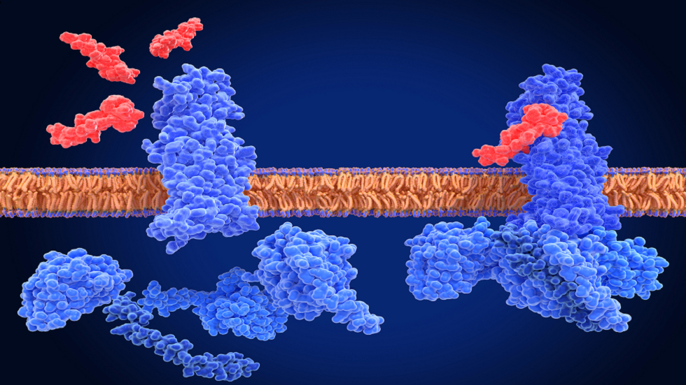 علاج واعد يساعد في فقدان الوزن وعكس تأثير السكري من النوع الثاني