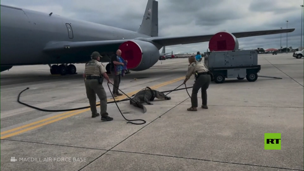 شاهد.. تمساح يقتحم مدرج قاعدة جوية بولاية فلوريدا الأمريكية