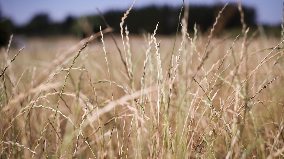 روسيا تزود الإمارات بثلث حاجتها السنوية من الحبوب