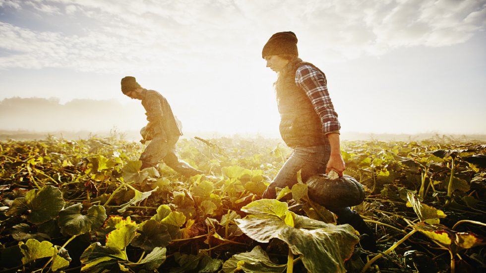 "البول يساوي وزنه ذهبا".. فكرة غريبة لزراعة الخضروات!