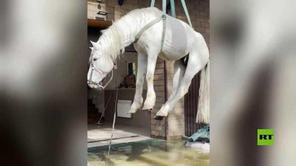 بالفيديو.. إنقاذ حصان من فيضانات أورينبورغ بعد أن ألف الإقامة على شرفة الطابق الثاني