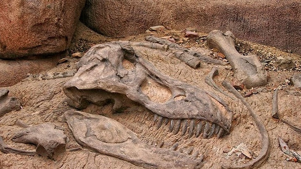 العلماء الروس يدرسون هجرة الديناصورات القديمة بفضل حصيّات في بقايا أمعائها