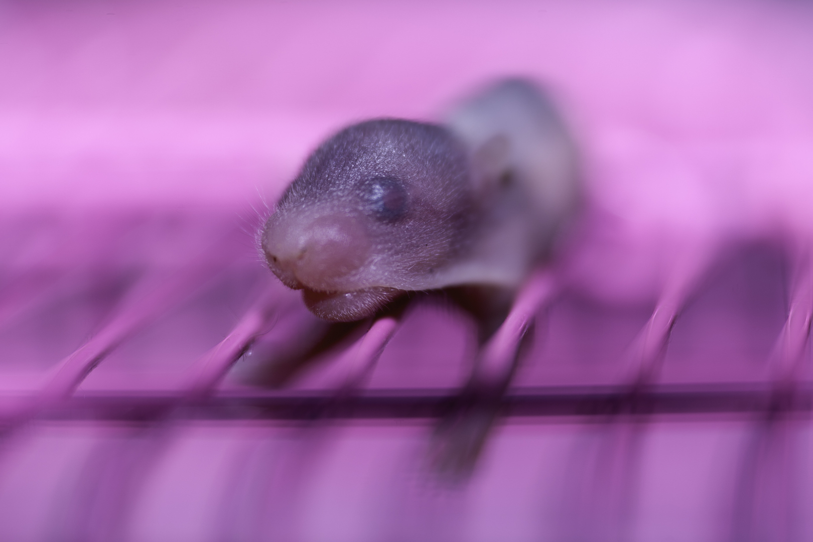قد يكون المفتاح لمنع تكوّن الأورام .. علماء يطورون فأرا بستة أرجل ومن دون أعضاء تناسلية!
