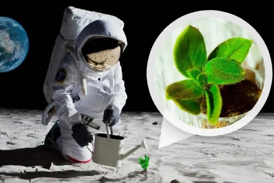 ناسا تعلن عن تجربة لزراعة الخضروات على القمر