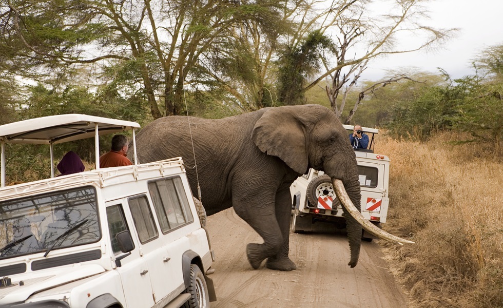 مقتل سائحة أمريكية في هجوم فيل غاضب خلال رحلة سفاري بزامبيا