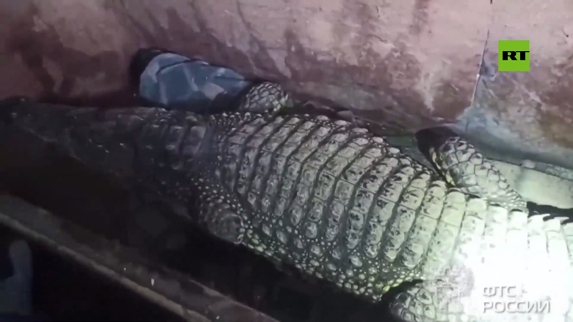 بالفيديو.. الجمارك الروسية تمنع رجلا من نقل صديقه التمساح إلى كازاخستان