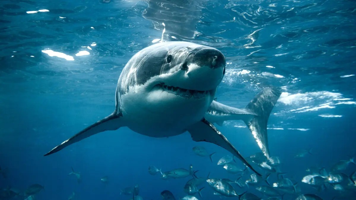 مصر.. تحذير من هجوم أخطر نوع من القرش في البحر الأحمر