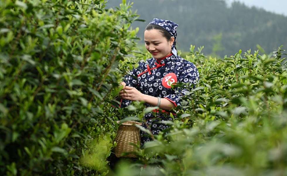 مزارعة صينية تجمع أوراق الشاي في مزرعة بمقاطعة هونان - 9 أبريل 2024.