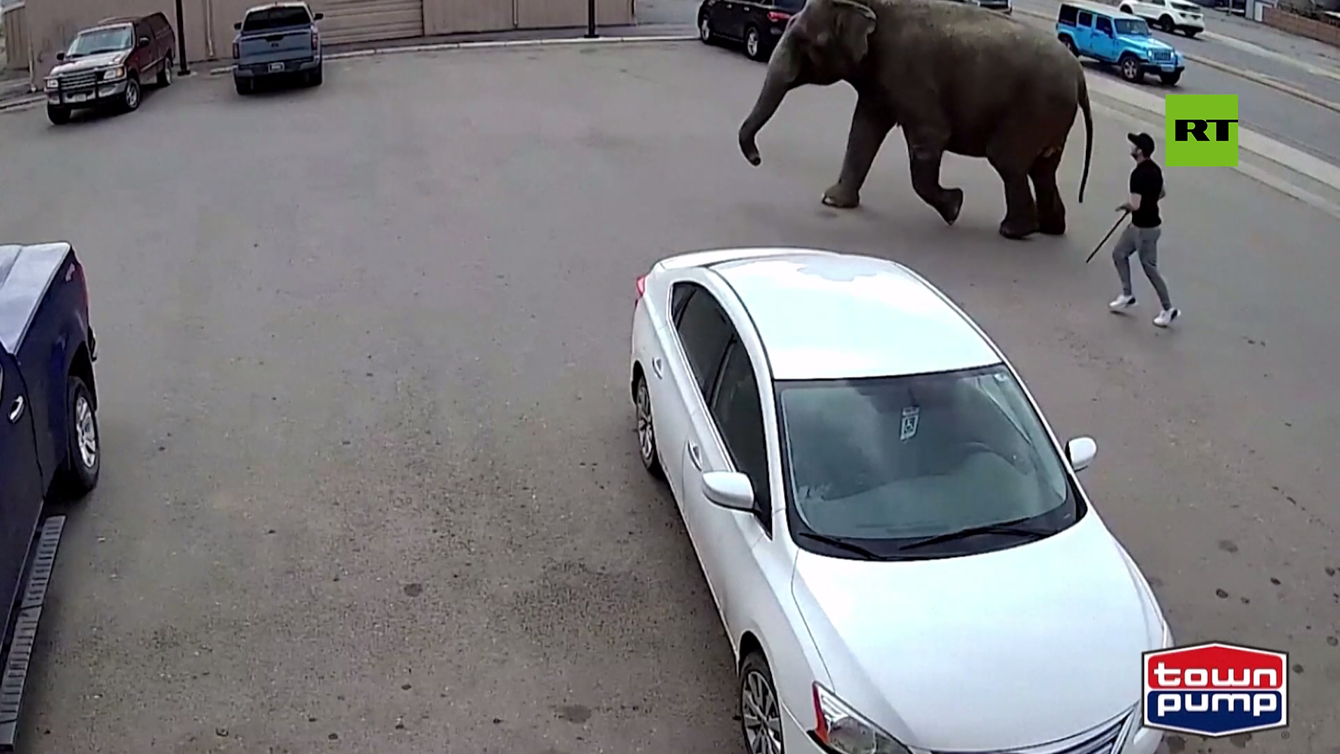 بالفيديو.. فيل هارب يشل حركة المرور في مدينة أمريكية