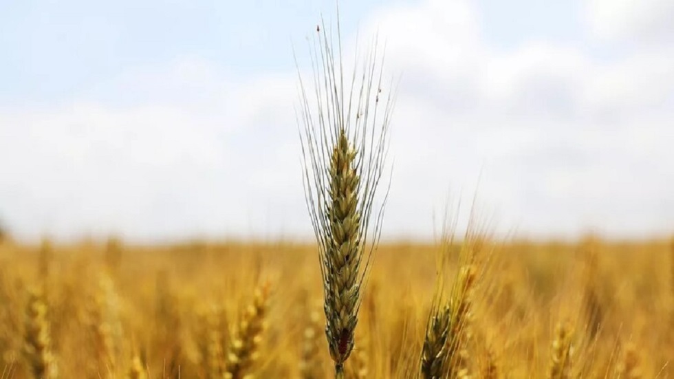 روسيا تتقدم مصدري القمح إلى مصر بنسبة 80% من إجمالي وارداتها
