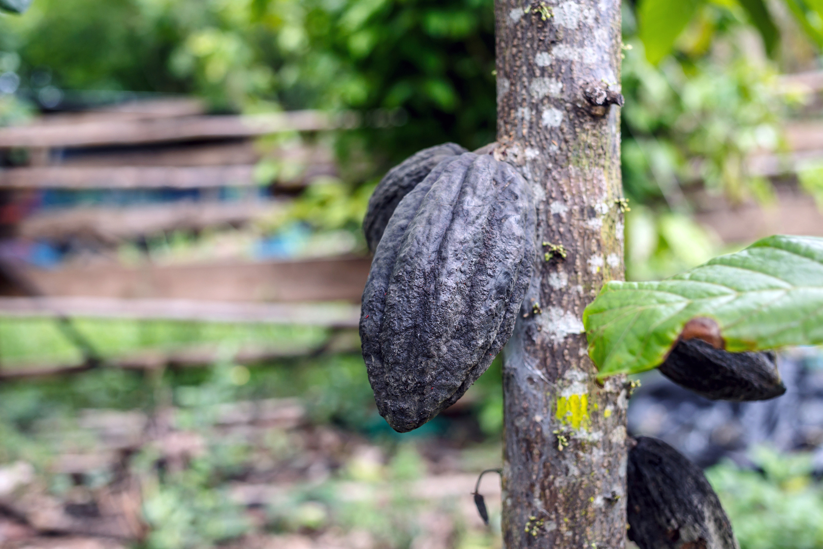 محصول تالف من بذور الكاكاو