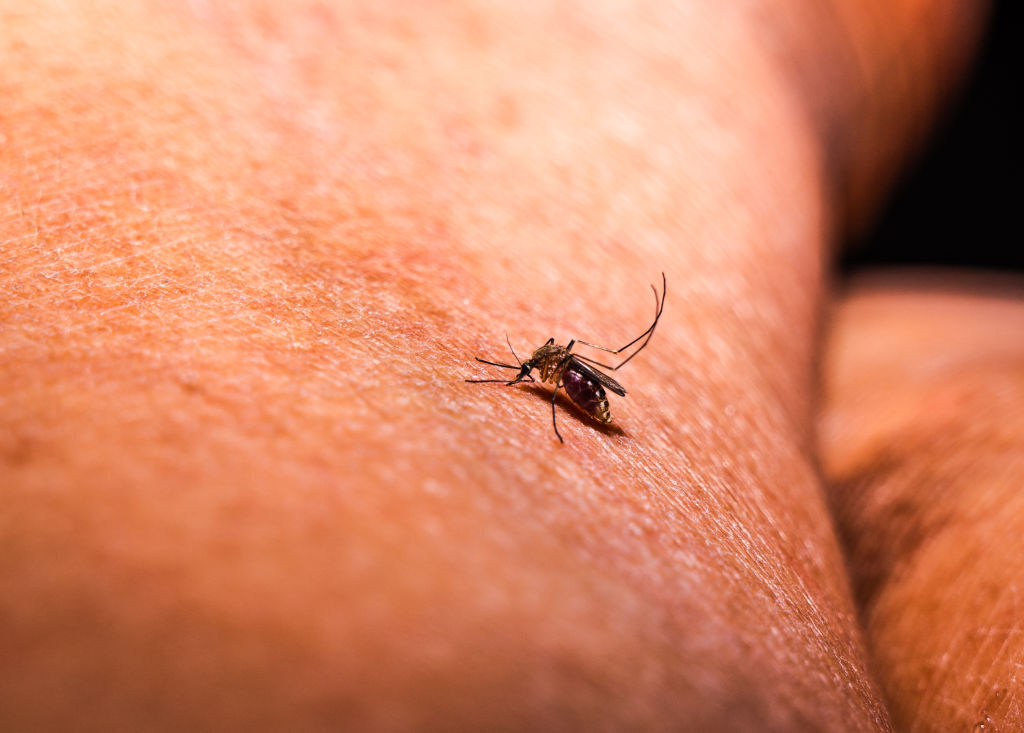بعوضة الأنوفيليس المسببة لفيروس الملاريا