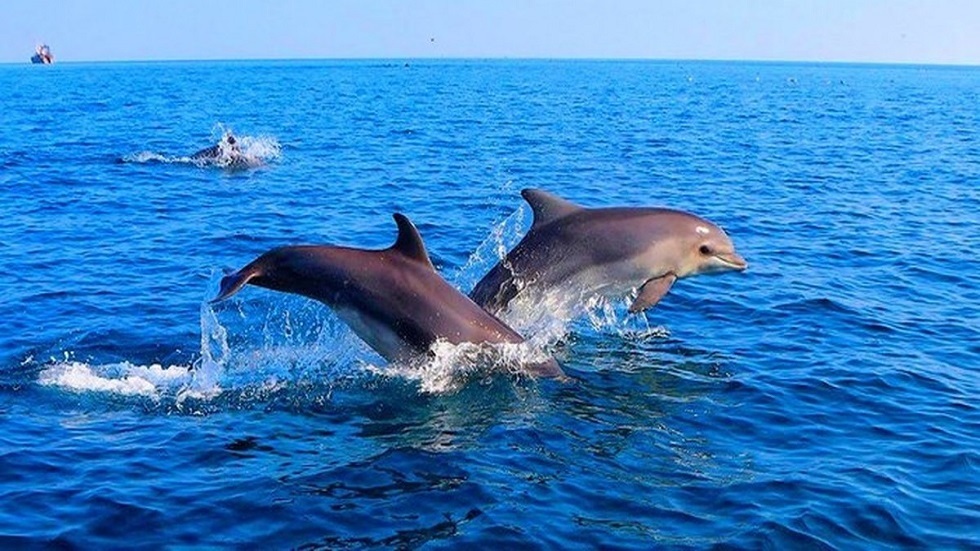 العلماء الروس يضعون قاعدة بيانات لدلافين مهددة بالانقراض