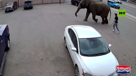 بالفيديو.. فيل هارب يشل حركة المرور في مدينة أمريكية