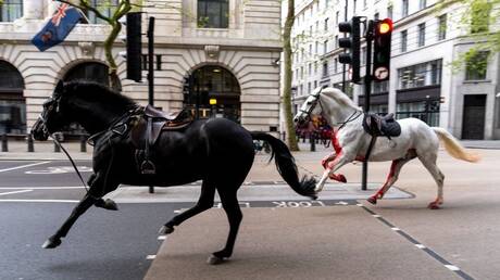 بالفيديو.. حصانان طليقان في وسط لندن