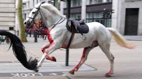 إصابة 4 أشخاص بسبب الخيول الطليقة في لندن (صور + فيديوهات)