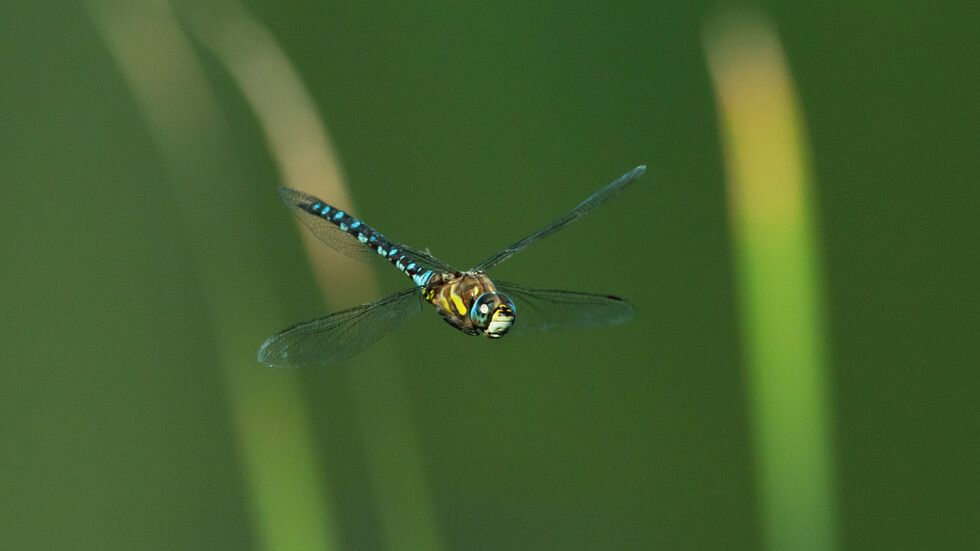 "يعسوب سيناء".. إسرائيل تكتشف نوعا جديدا من اليعسوب قادما من مصر ( صور)