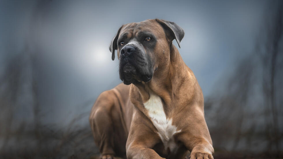 أردى أحدها قتيلا..  شرطي أمريكي يخلص رجلا من أنياب كلاب شاردة ويثير جدلا (فيديو)