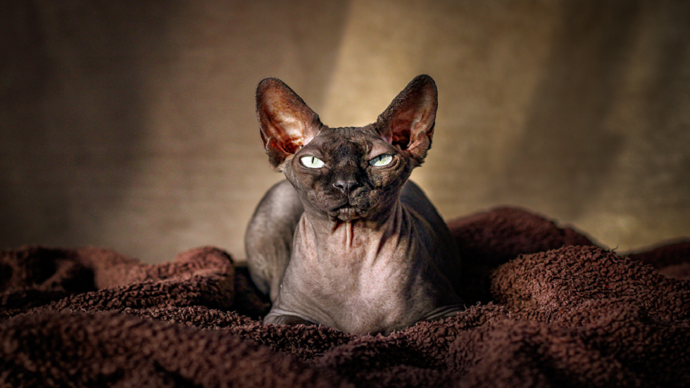 "جداول الحياة".. أداة جديدة تتنبأ بمدة حياة قطتك