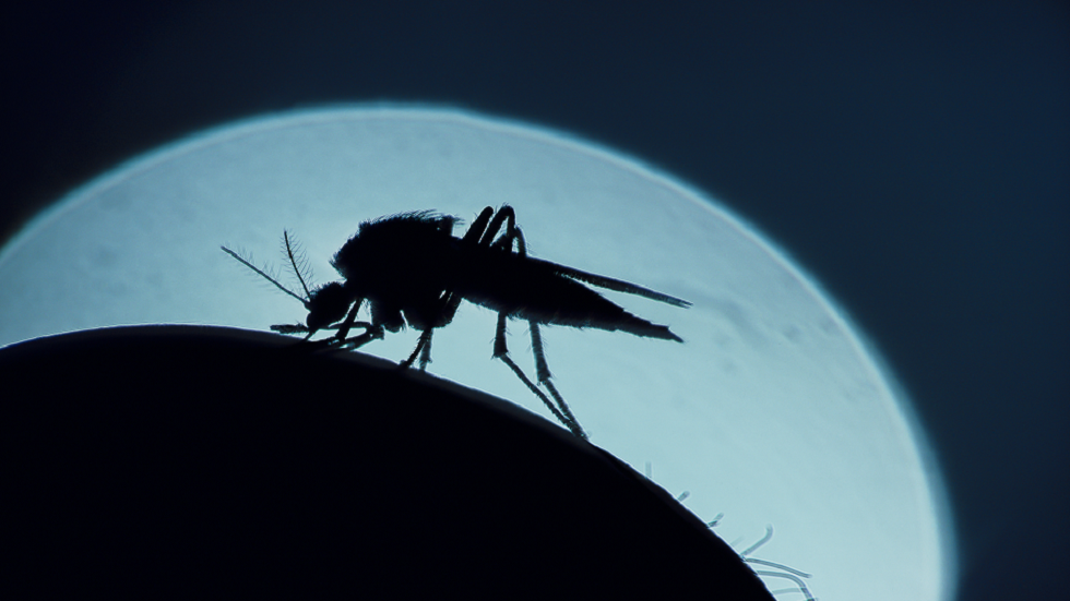 مع اقتراب الصيف.. حشرات شائعة ينبغي الحذر من لدغاتها!