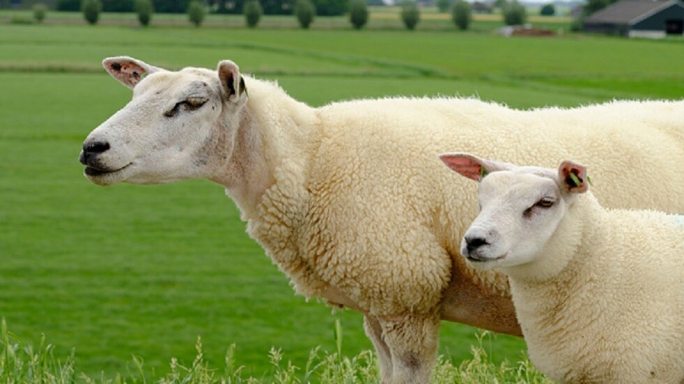 نصفها يذهب للكويت.. أستراليا تعتزم وقف تصدير أغنامها بحلول أواسط 2028