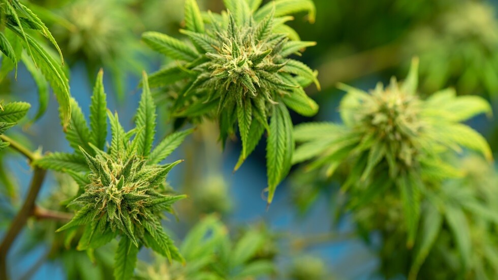 الكويت.. ضبط مواطن من الأسرة الحاكمة يزرع الماريجوانا في منزله والداخلية: "لا أحد فوق القانون"