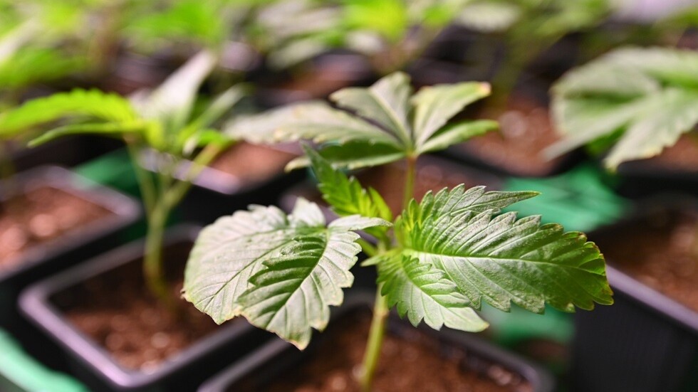 الكويت.. فيديو لـ270 شتلة في "مزرعة" ماريجوانا لأحد أفراد الأسرة الحاكمة