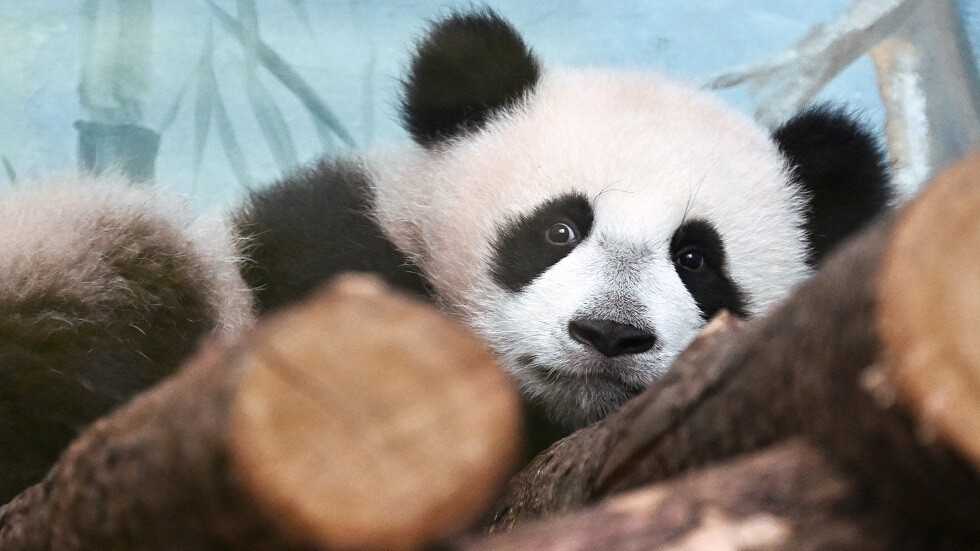 مديرة حديقة الحيوانات في موسكو تخاطب بوتين: "الباندا كاتيوشا ولدت نتيجة الحب" (فيديو)