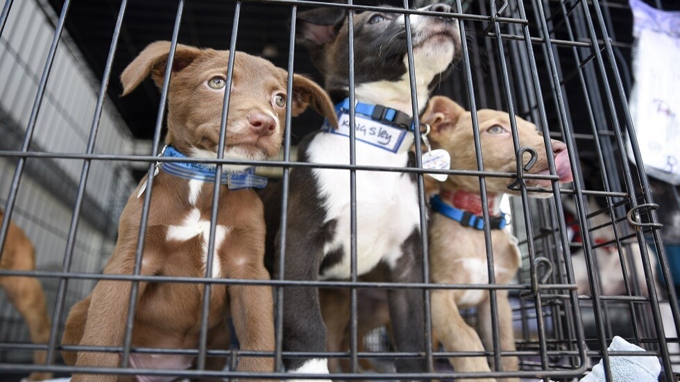 "عجز وإفلاس".. العقوبات الأوروبية تستهدف الحيوانات الروسية الأليفة