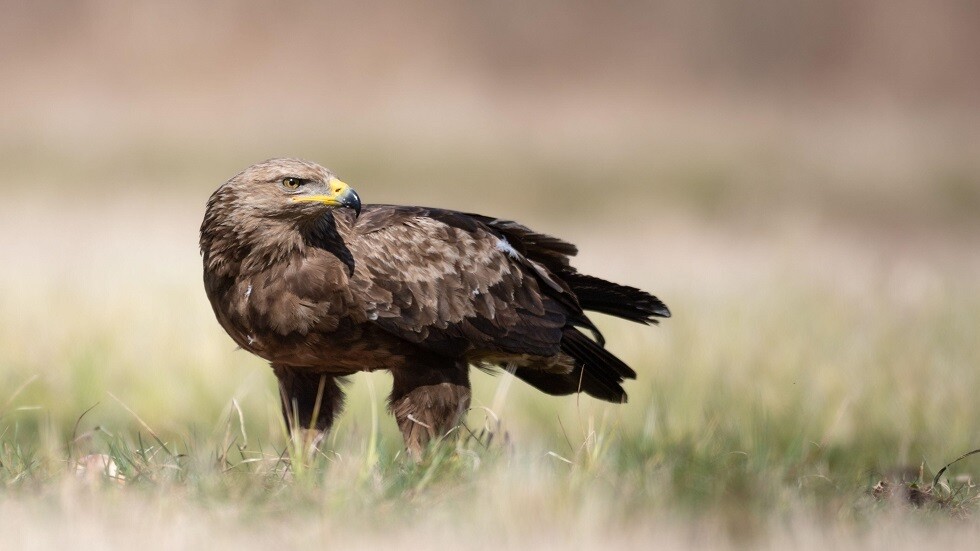 "نيوزويك": الصراع في أوكرانيا يؤثر على سلوك الطيور النادرة