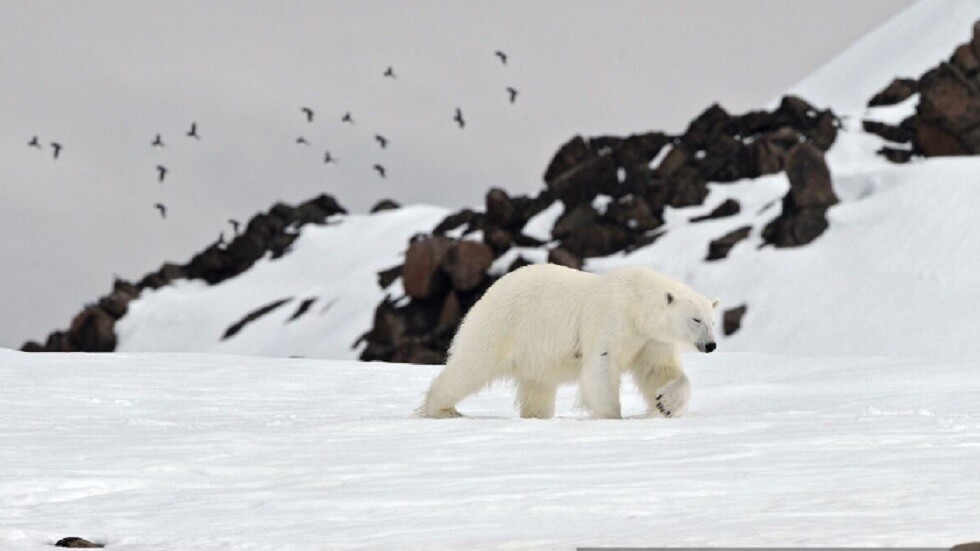 موسكو: الدول القطبية حرمت نفسها من شفافية الحوار مع روسيا