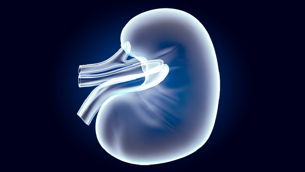 طفرة ثورية في علاج "رفض زرع الكلى"