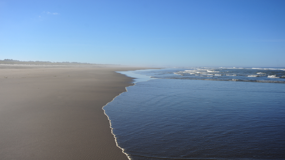 "طيور مغطاة بالنفط" تظهر على شواطئ أمريكية